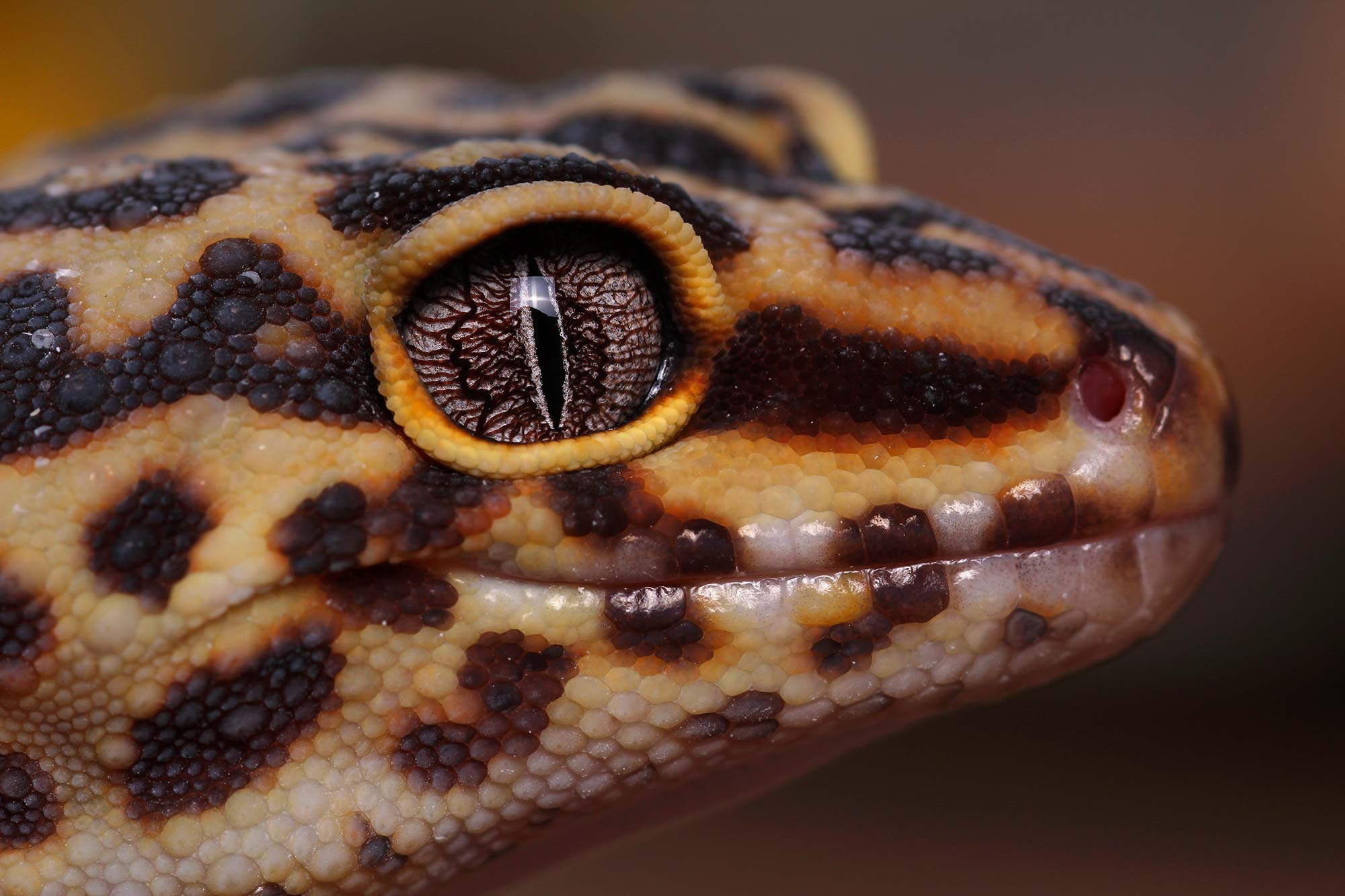 Leopard Gecko by 17-year-old Jack Olive